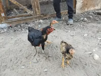 Chickens — Foto 4