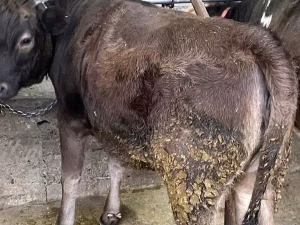 Kuh, Swiss cattle