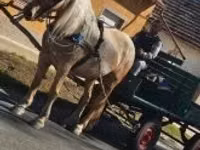 Yegua, Caballos — foto 4