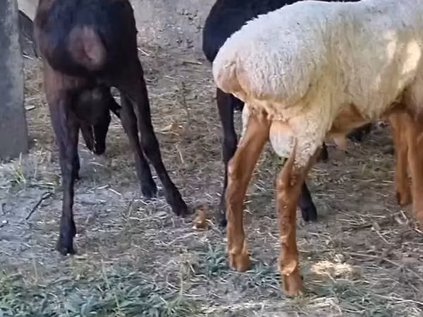 Ram, Sheep