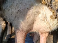 Vache, Race Alatauskaya — photo 4