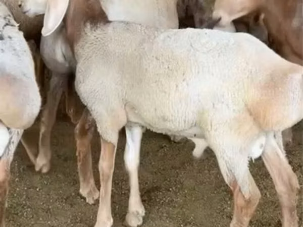كبش, Arashan sheep