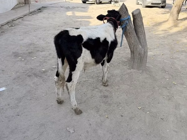 Taureau, Russian Black pied cattle