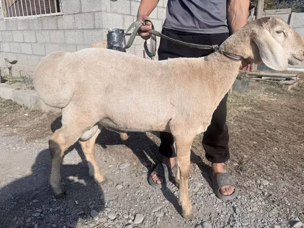 Ram, Arashan sheep