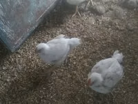 Chickens — photo 1