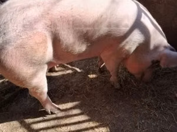 Cerdos (lote, sexo no especificado), 