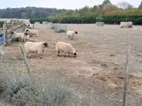 मेढ़ा, Scottish Blackface sheep — फ़ोटो 1
