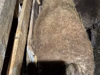 公羊, Shirvan sheep — 照片 3