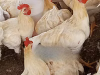 Turkeys — الصورة 3