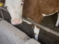 公牛, Simmental cattle — 照片 3