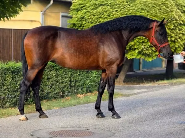 Mare, Horses