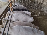 Bélier, Moutons — photo 2