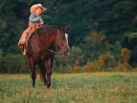 Caballo, Quarter Horse — foto 3