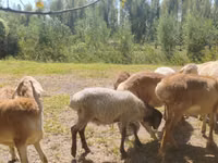 Carnero, Afghan Arabi sheep — foto 6