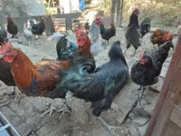 मराँस — फ़ोटो 4