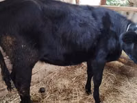 Vaca, Raza Holstein — foto 1
