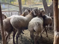 Ram, Arashan sheep — photo 8
