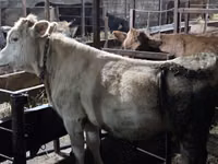 母牛, Simmental cattle — 照片 2