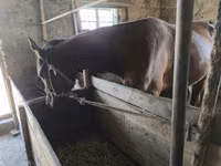 Cheval, Chevaux — photo 3