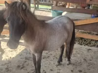 Jument, Shetland Pony — photo 6