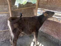 Cow, Cattle — photo 1