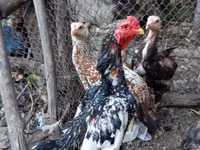 Chickens — फ़ोटो 1