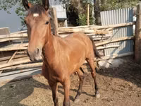 Hengst, Thoroughbred horse — Foto 5