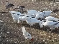 Geese — photo 2