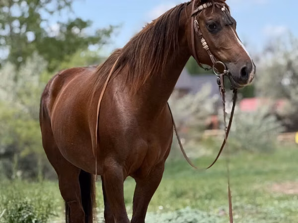 Jument, Quarter Horse