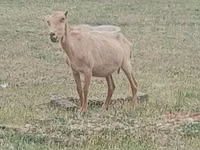 Cabro, Alpine goat — foto 2
