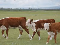 公牛, Galloway cow — 照片 4