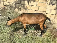 Chèvre, Alpine goat — photo 1