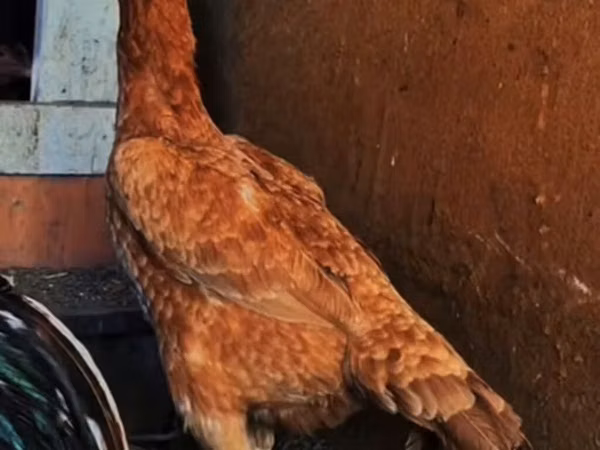 Chickens
