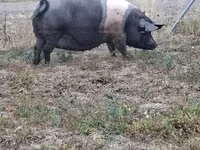 मादा सूअर — फ़ोटो 5