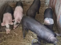 Truie, Porcs — photo 1