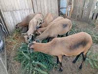 Schaf, Cameroon sheep — Foto 1