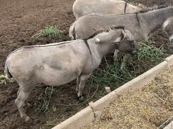 Jument, Chevaux