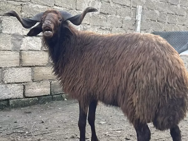 Carnero, Red Karaman sheep
