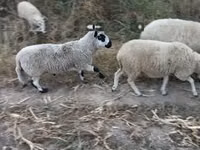 Widder, Cerry Hill sheep — Foto 1