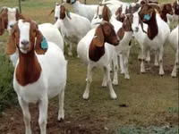 Chèvres (lot, sexe non indiqué), Boer goat — photo 5