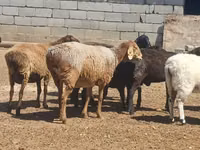 公羊, Ordabasy sheep — 照片 4