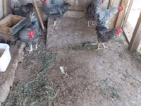 Slovenian Barred Hen — photo 8