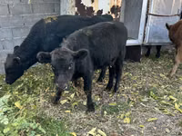 Toro, Aberdeen-Angus — foto 6