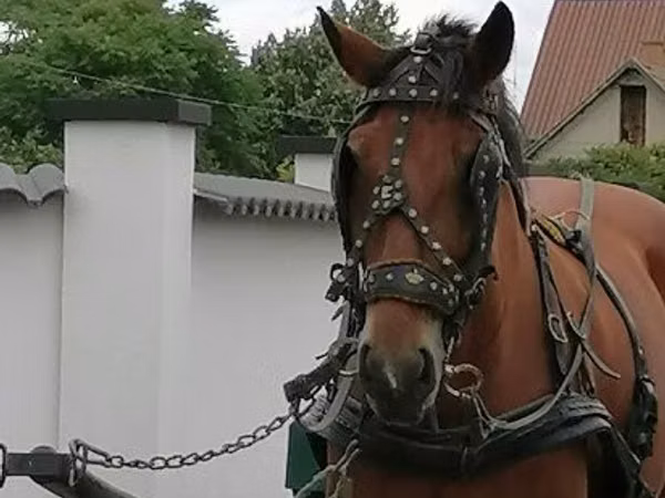 Yegua, Caballos