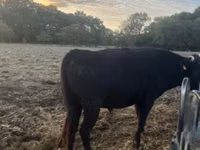 公牛, Wagyu — 照片 3
