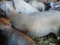كبش, Romanov sheep — الصورة 1