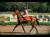 母马, Arabian horse — 照片 1