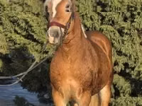 公马, Haflinger — 照片 3