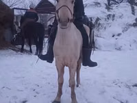 公马, Yakutian horse — 照片 1