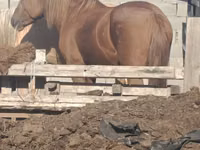 母马, Kazakh horse — 照片 2
